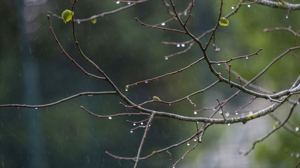 Imagen de gotas de lluvias en las ramas de un árbol. Foto: EFE