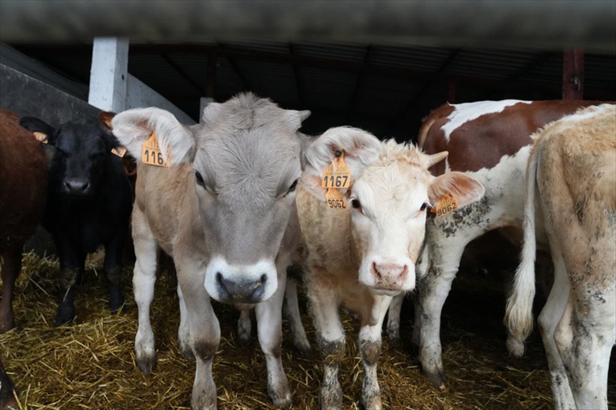 Vacas en la explotación Mugarrieta. Foto: Irekia