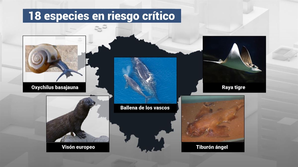 Especies en pelígro