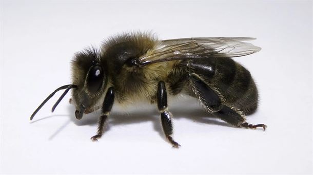 La abeja negra: un tesoro genético de Euskal Herria