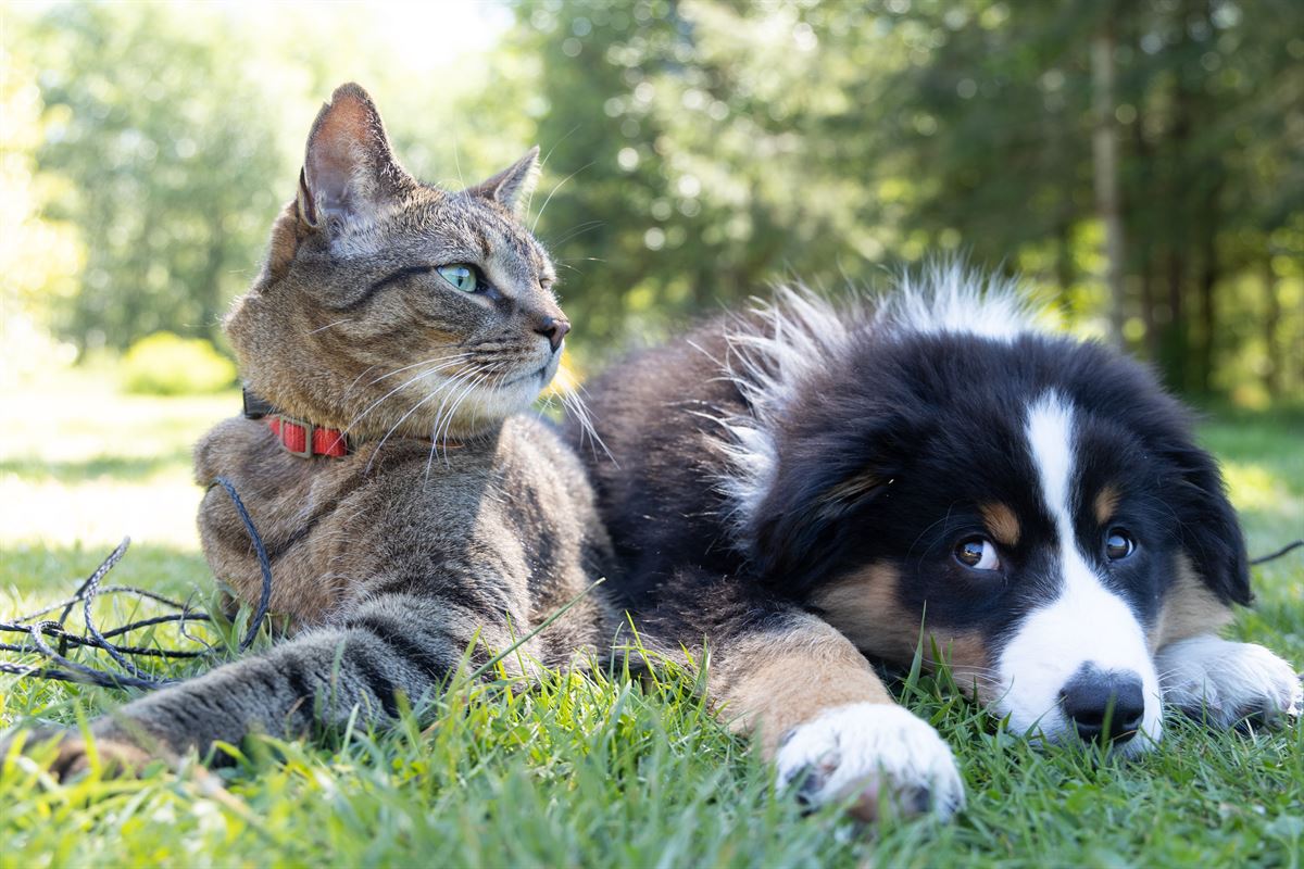 Un gato y un perro en un jardín.