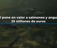 AZTI pone en valor a salmones y anguilas: 25 millones de euros, como mínimo