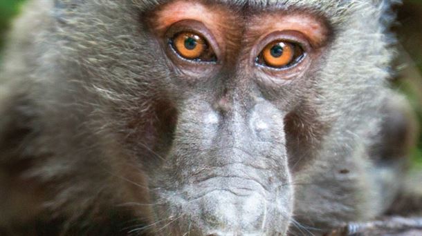 Publican el genoma de 233 especies de primates. Astronoticias: Su, Gar, Filetdor y Catalineta. #Orkideabila