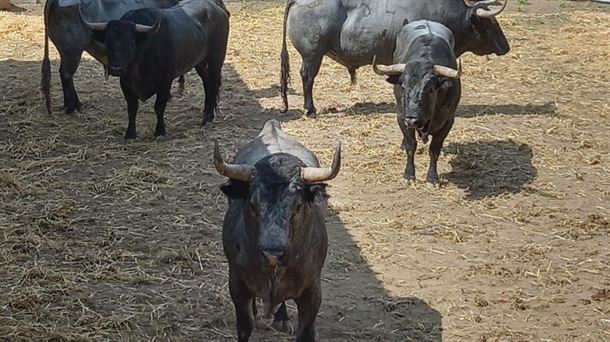 Visitamos a los toros de los sanfermines