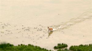 Un helicóptero del Tour graba a una cría de ciervo en los humedales de Salburua en Vitoria