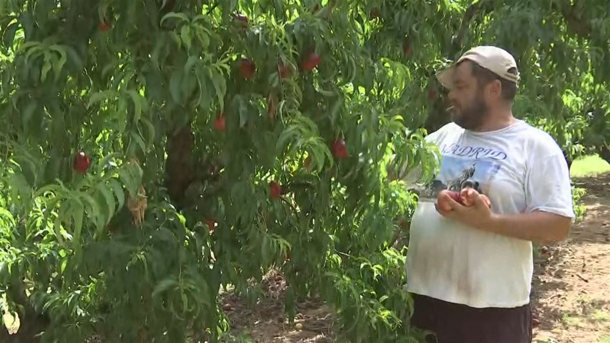 Lleidako nekazaria. EITB Mediaren bideo batetik ateratako irudia.