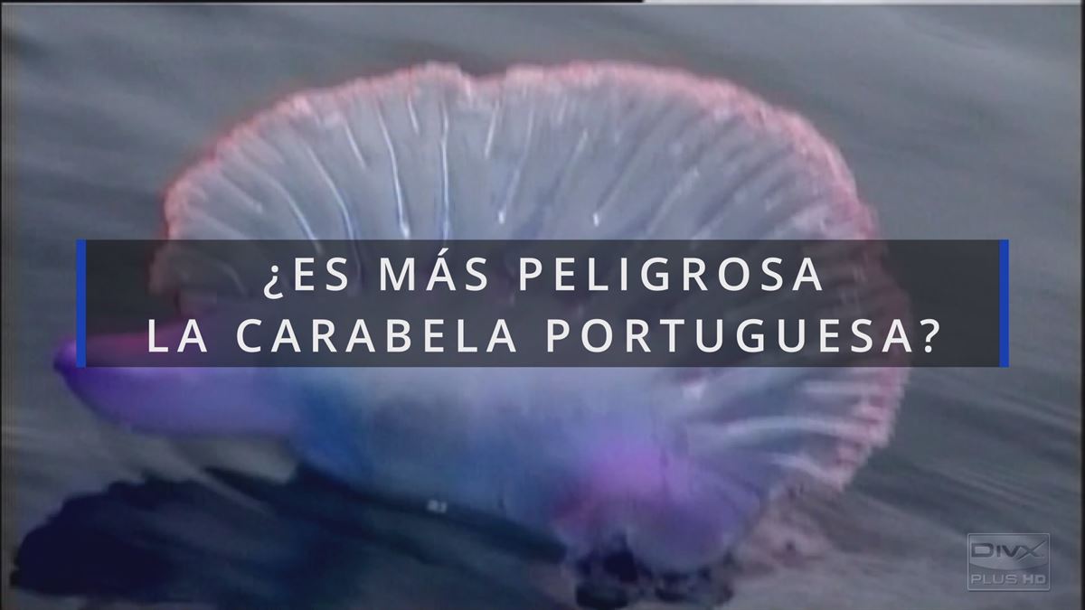 ¿Por qué es más peligrosa la carabela portuguesa? Foto: EITB Media.
