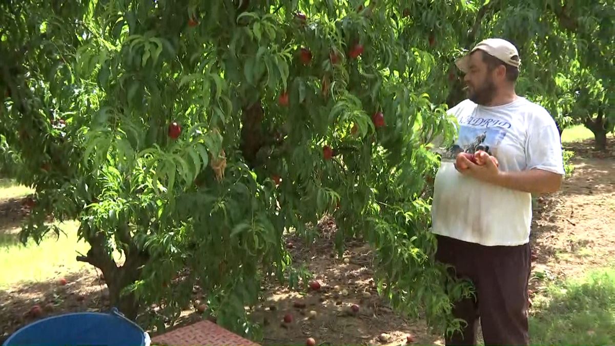 Agricultor catalán