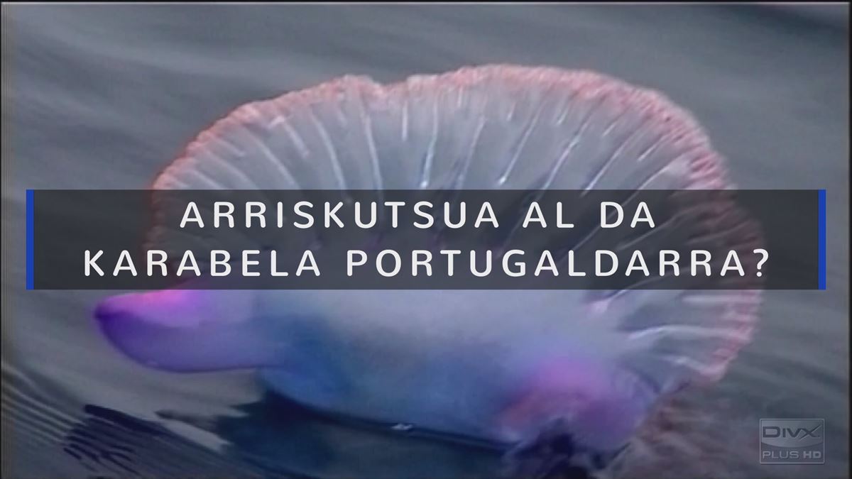 Arriskutsua al da karabela portugaldarra? Argazkia: EITB Media