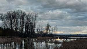 28 aves perdieron la vida en los humedales de Salburua por la granizada del jueves