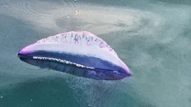 Una carabela portuguesa en Donostia. Foto: Joseba Ona