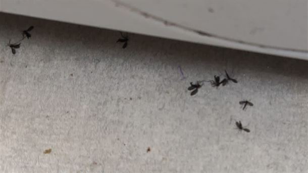 Mosquitos muy pequeños, torpes y que no pican, invaden Bilbao