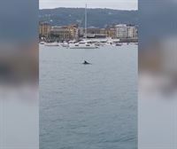 Varios delfines se han acercado hoy a la bahía de La Concha