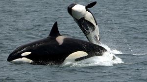 Gorka Ocio: “No hay un solo dato de ataque de orca salvaje a un ser humano”  