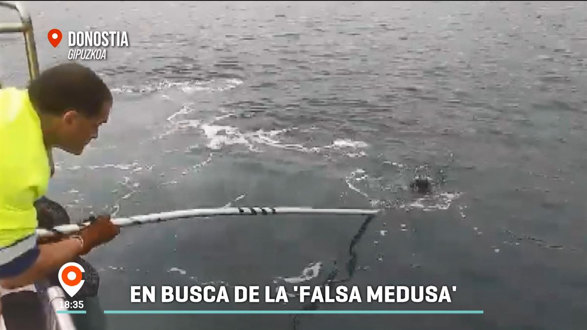 Los equipos de limpieza buscan carabelas portuguesas en la Bahía de La Concha.