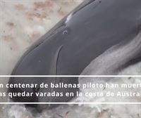 Mueren cien ballenas piloto que habían quedado varadas en Australia