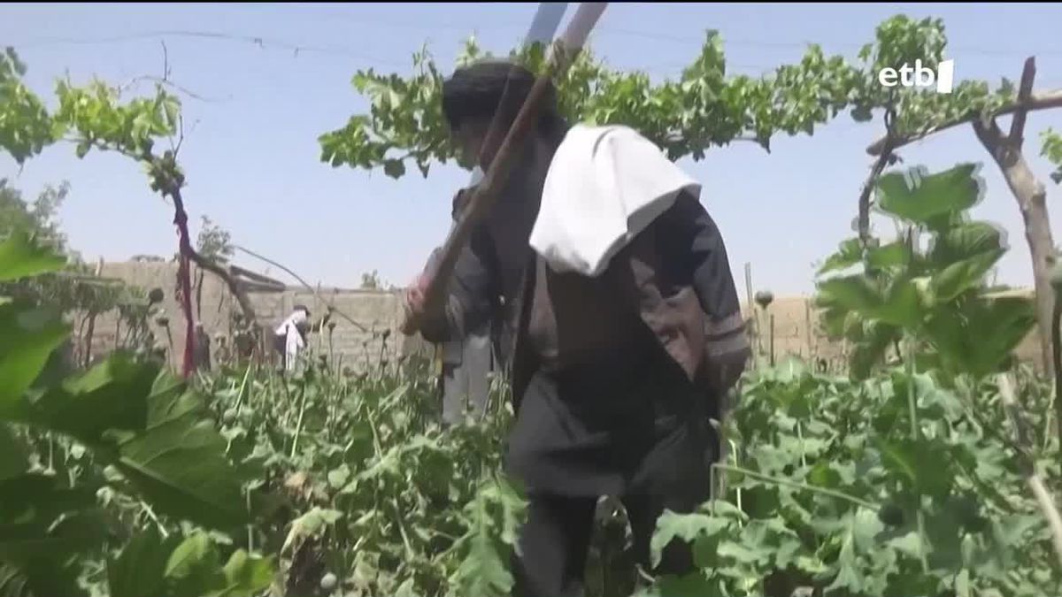 Taliban bat opio landareak suntsitzen
