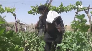 La caída del 80 % de la cosecha de opio con los talibanes en el poder ha hecho aflorar otros problemas