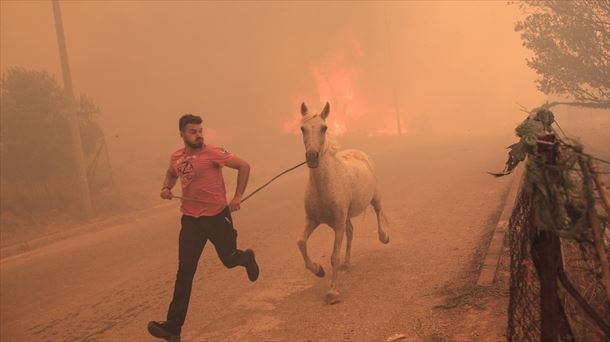 Atenas inguruko ganaduzale bere animaliak salbatu nahian. Argazkia: EFE.