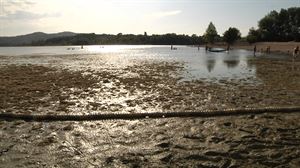 Todo sobre las algas: el bloom algal, el impacto en el color de nuestras aguas y mucho más