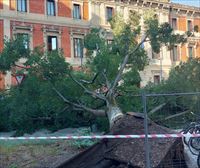 Cae un árbol en el Paseo de Sarasate de Pamplona sin causar heridos 
