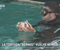 La tortuga 'Bermiu' regresa al mar