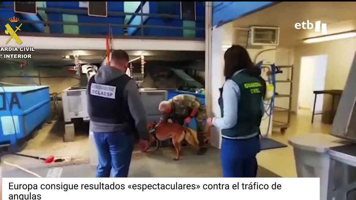 Operación contra el tráfico de angulas.