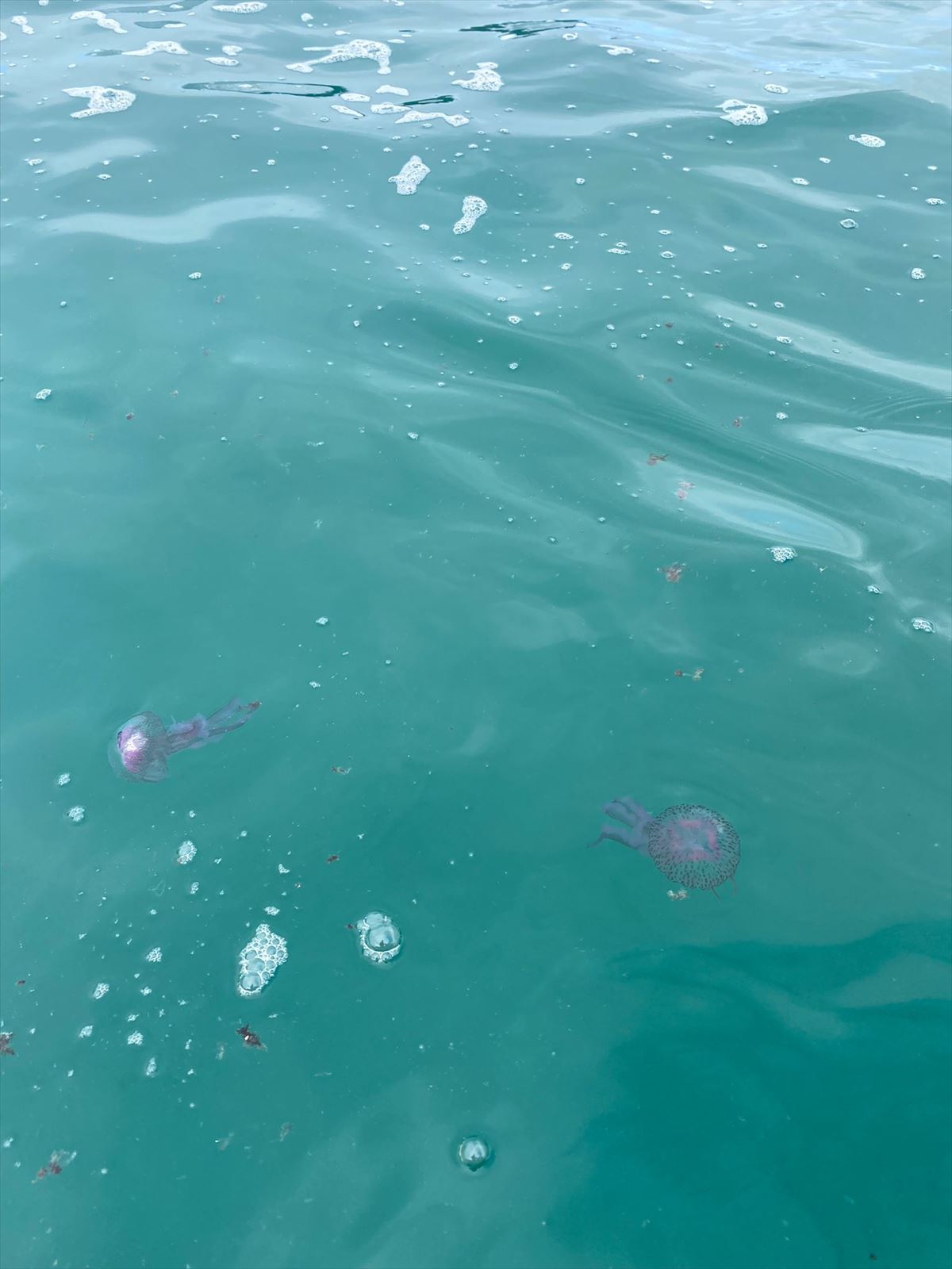 Pequeñas medusas flotando en la bahía donostiarra. Imagen: Ayuntamiento de Donostia-San Sebastián