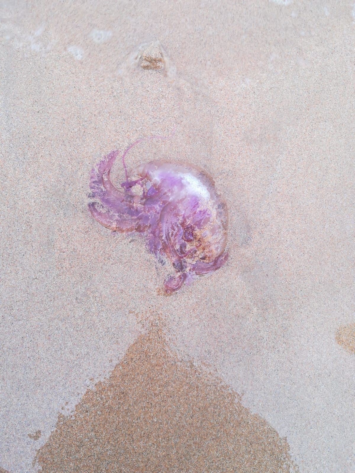 Uno de los ejemplares de medusa. Imagen: Ayuntamiento de Donostia-San Sebastián.