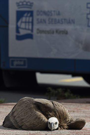 El buitre herido. Foto: EFE.