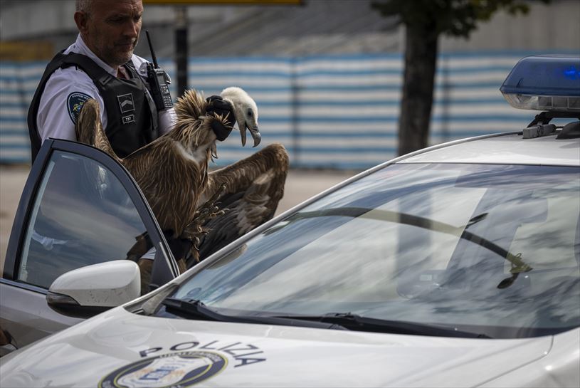 El buitre herido. Foto: EFE.