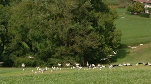 Unas 200 cigüeñas llegan a los prados guipuzcoanos en su camino a África