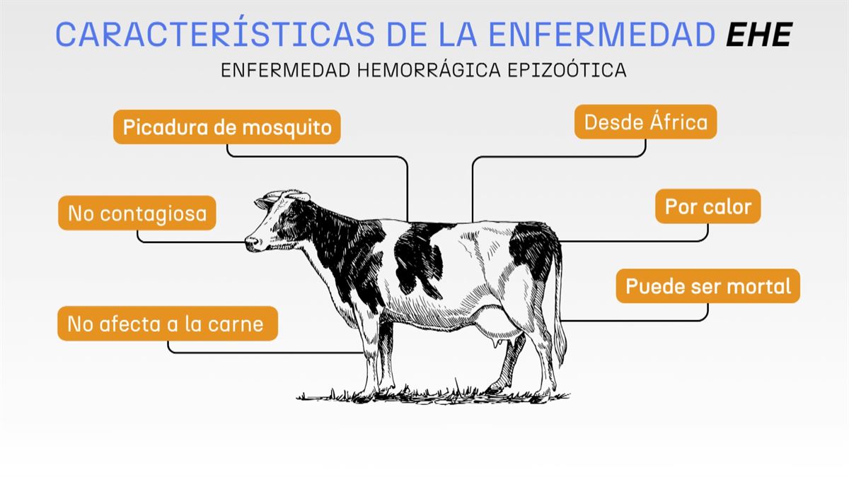 Enfermedad hemorrágica EHE en vacas: ¿Qué es y cómo afecta el virus?