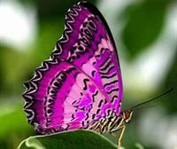Kupu Kupu, la mariposa de la esperanza 