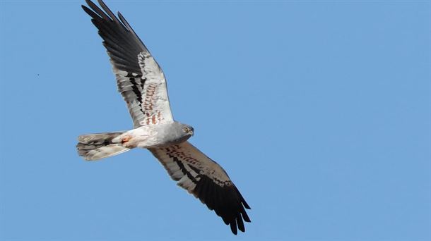 aguilucho cenizo