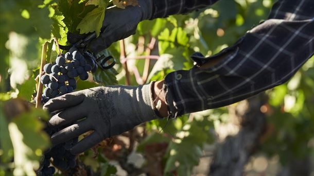 Bodegas Izadi prevé recoger un 25% menos de uva tinta