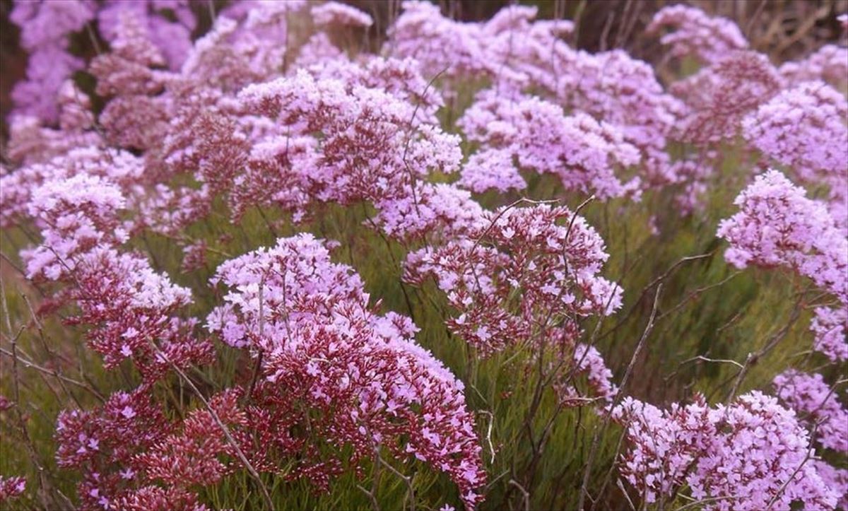 Limonium lorea