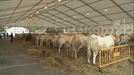 El concurso de la feria ganadera del Primer Lunes de Octubre Gernika se celebra pese a la cornada de ayer