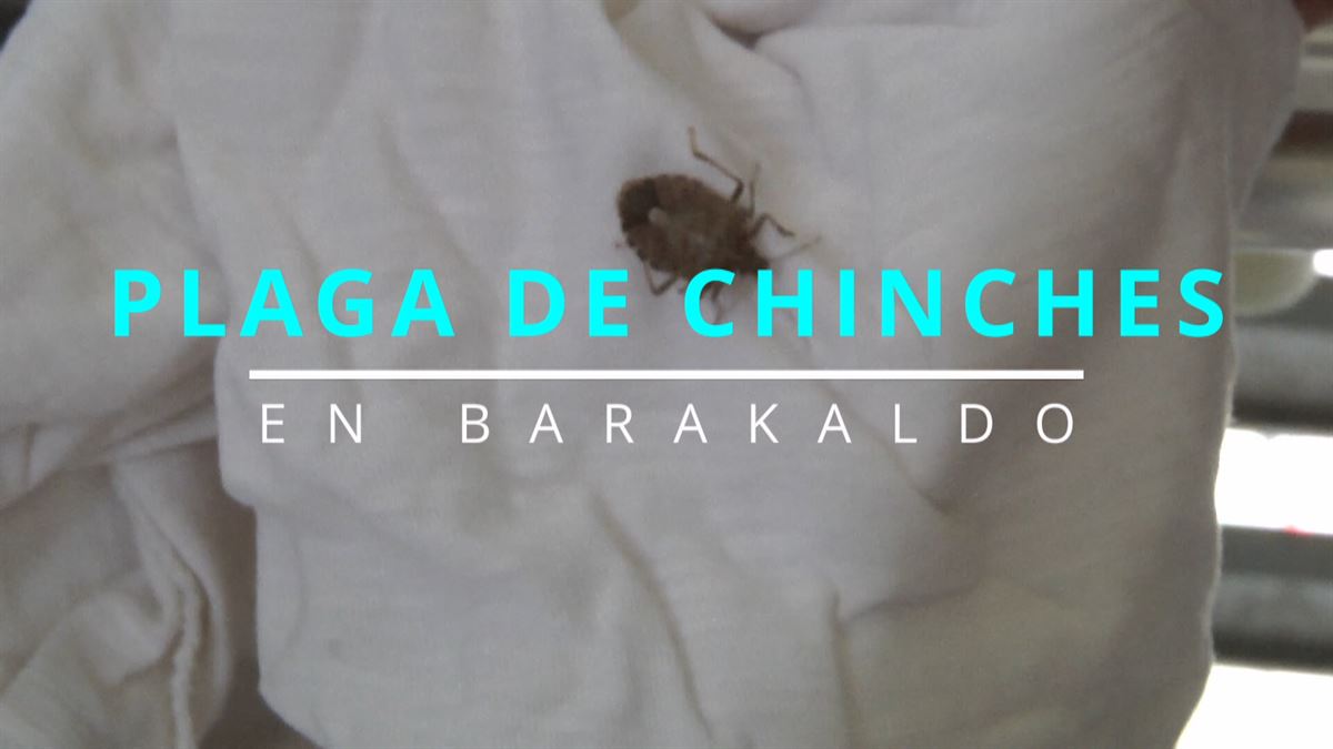 Chinches en Barakaldo