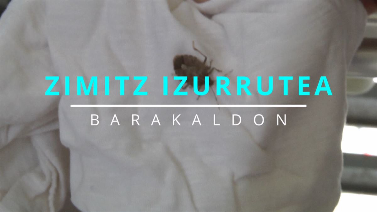 Zimitz izurritea Barakaldon