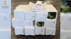 Bilboko portuan 23,5 kilo marihuana atzeman dituzte Irlandarako bidean zihoan kamioi batean