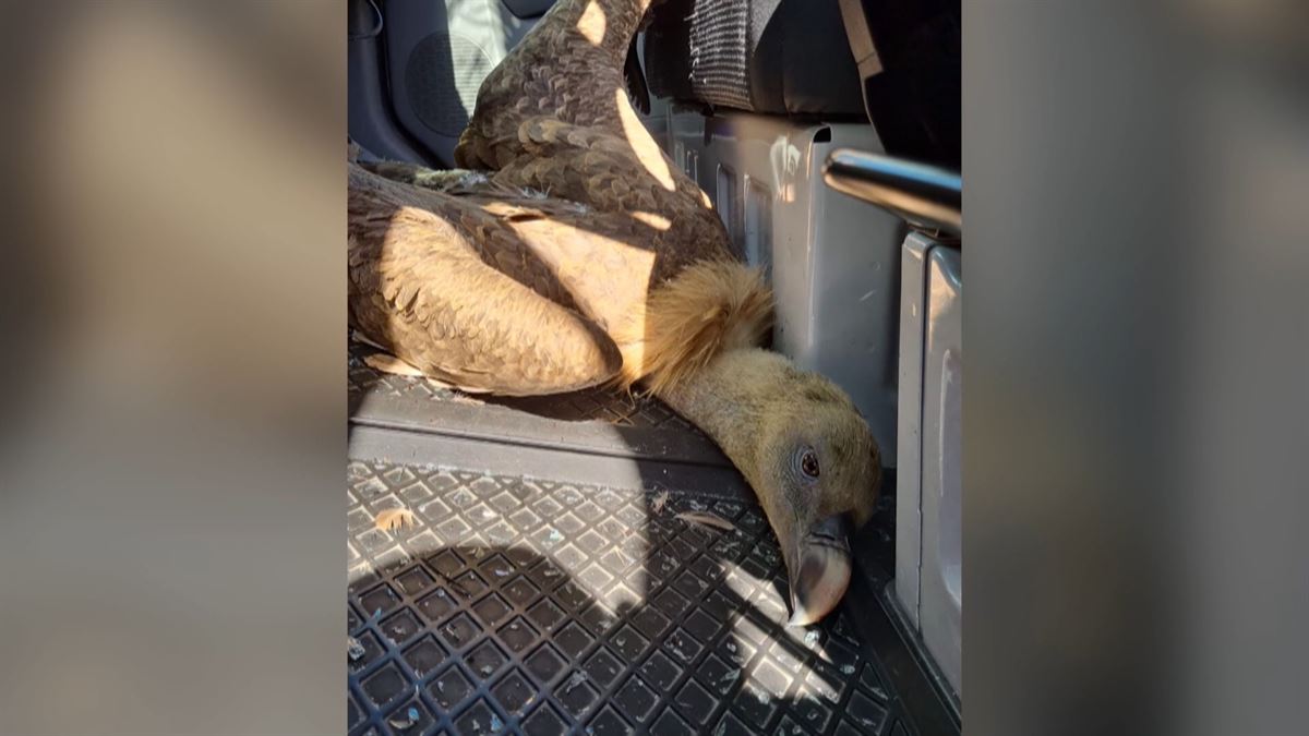 Un buitre impacta contra una ambulancia.