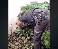 Dos detenidos tras desmantelar dos labotorios de cannabis en Orozko y Amurrio