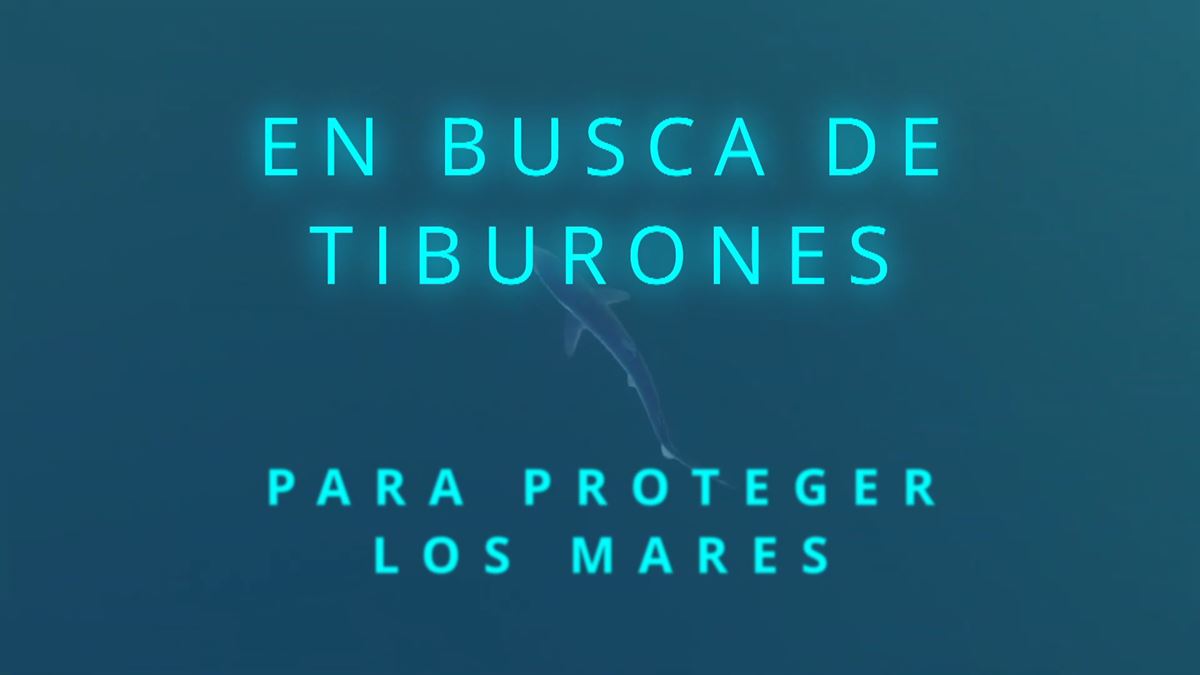 Tiburones en el Cantábrico.