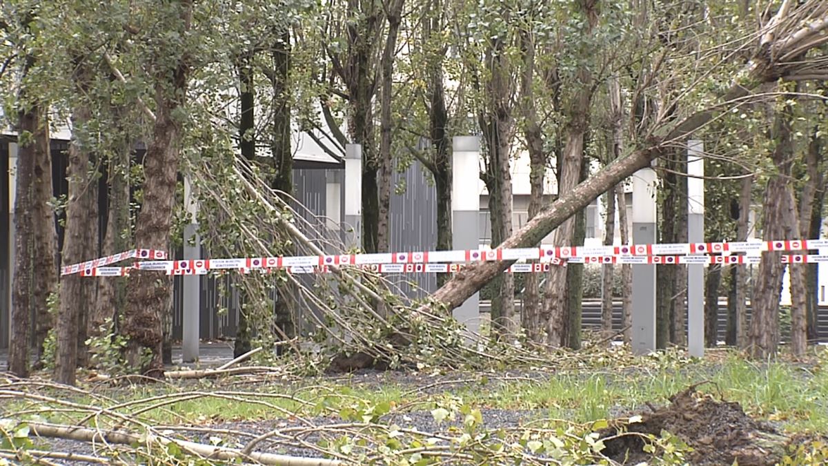 Árboles caídos en Bizkaia. Imagen obtenida de un vídeo de EITB Media.
