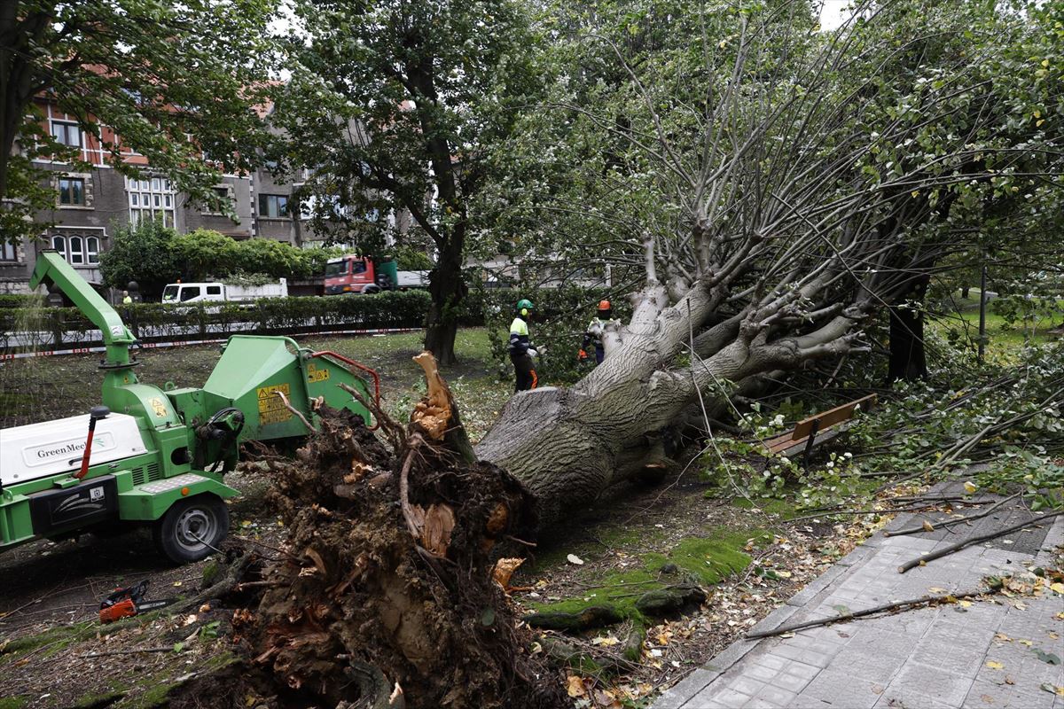 Operarios retiran un árbol derribado por el viento en Getxo. 