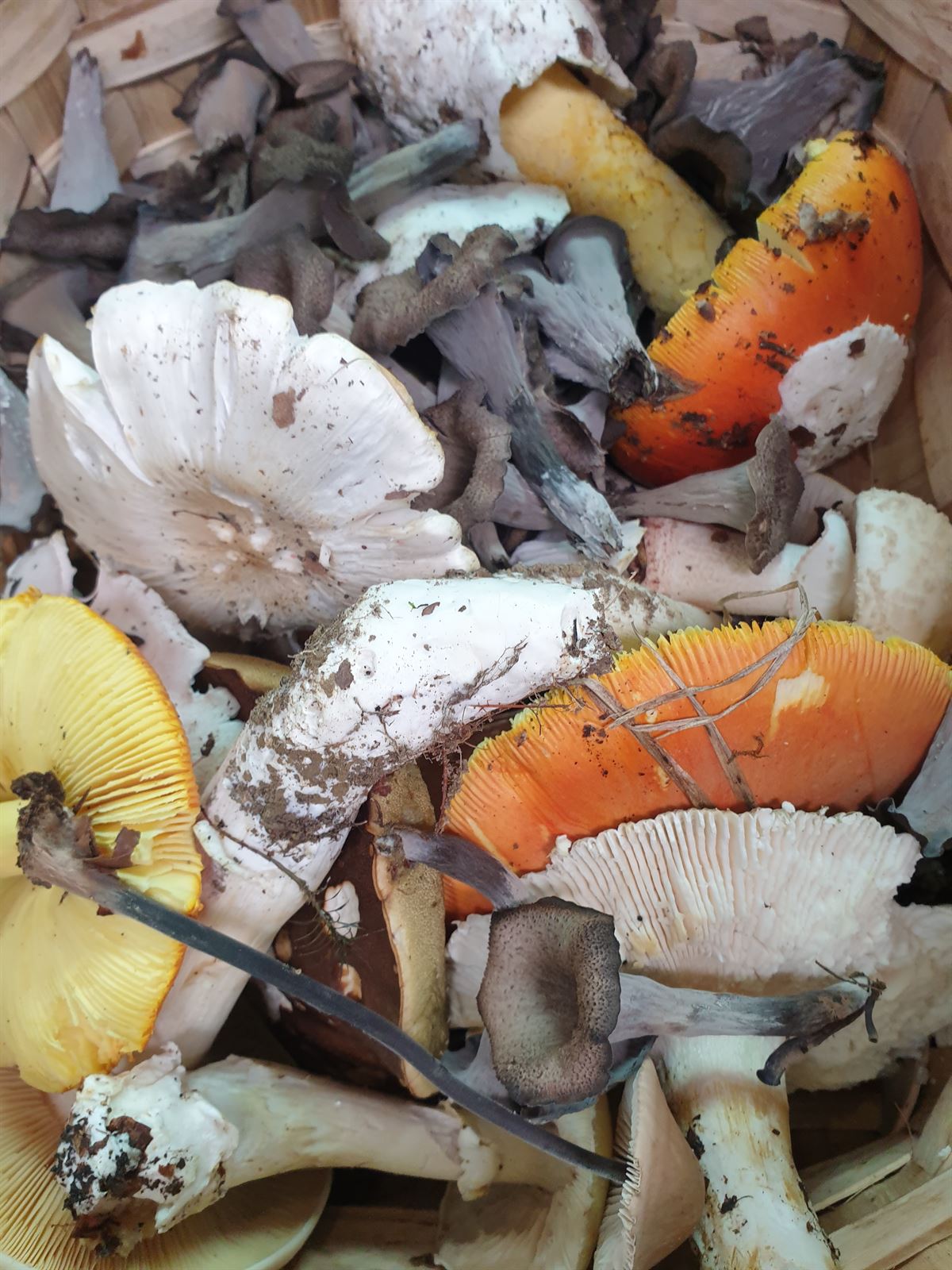 Vamos a por setas!, image size:1200x1600