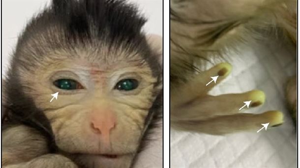 Nace el primer mono quimérico a partir de células embrionarias. ADN para archivar información digital