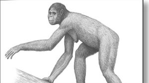 Primates al este del Edén: las adaptaciones que modelaron al ser humano. Materiales flexibles para el espacio