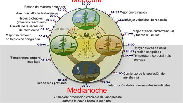 Esquema de los ciclos circadianos. Wikipedia